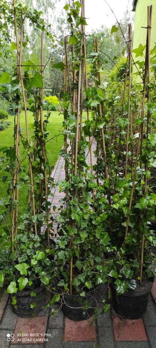 Duże krzaczki pnącza hedera helix bluszcze