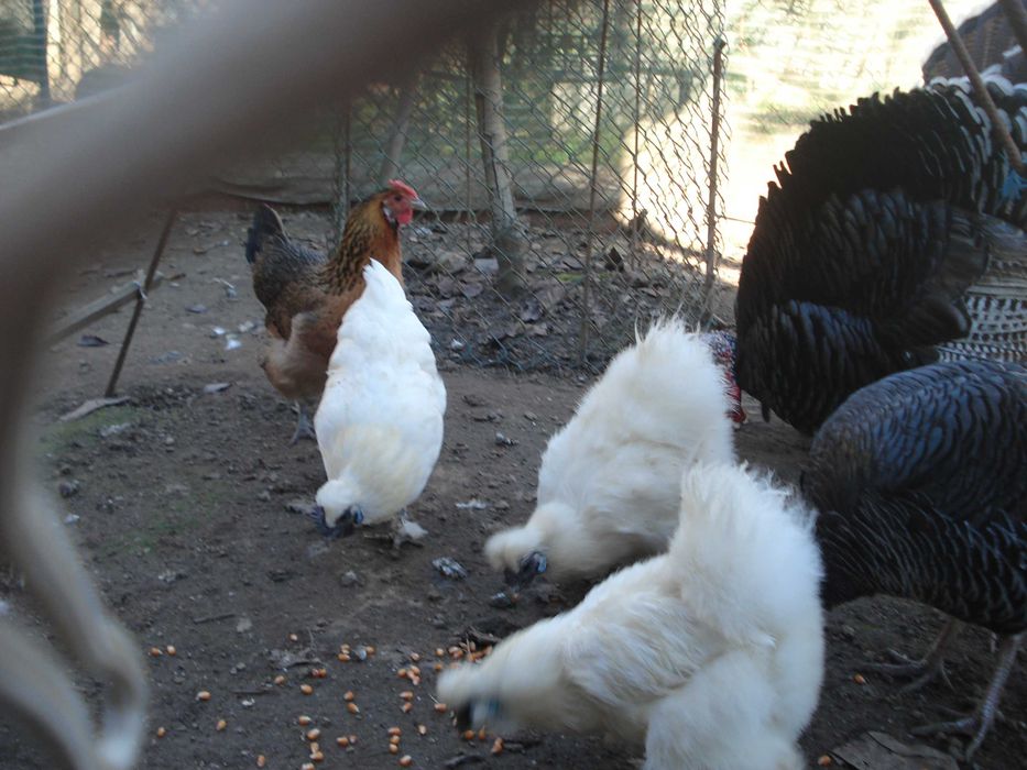 Ovos galados de Sedosa do Japão barbuda e galinhas Jersey gigante