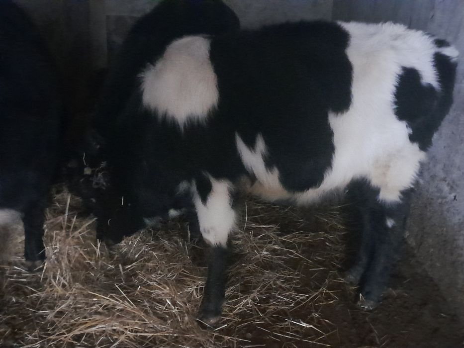 Продам два бычка и телочку