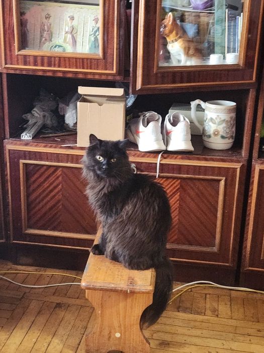 Підросток котик десь 9місяців пухнастий, як білка