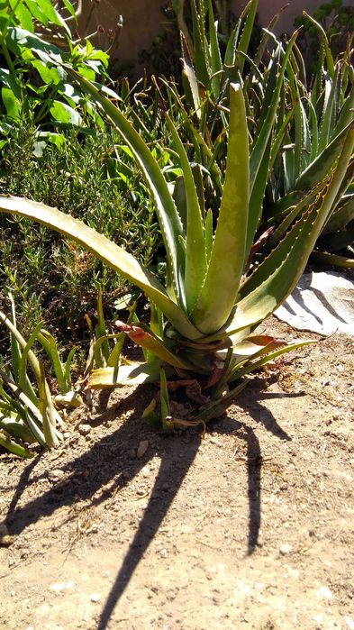 Aloe Vera (babosa)