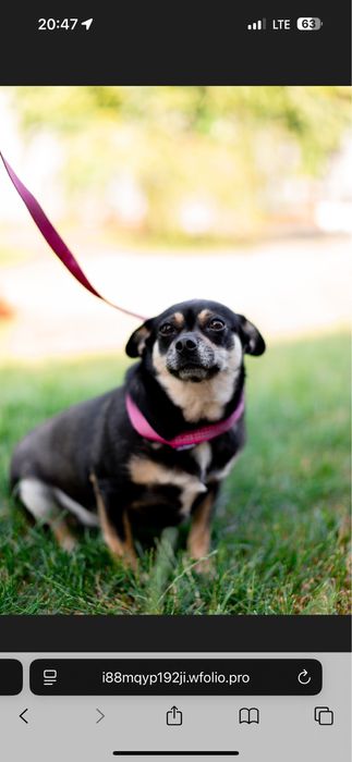 Прилаштовується собака