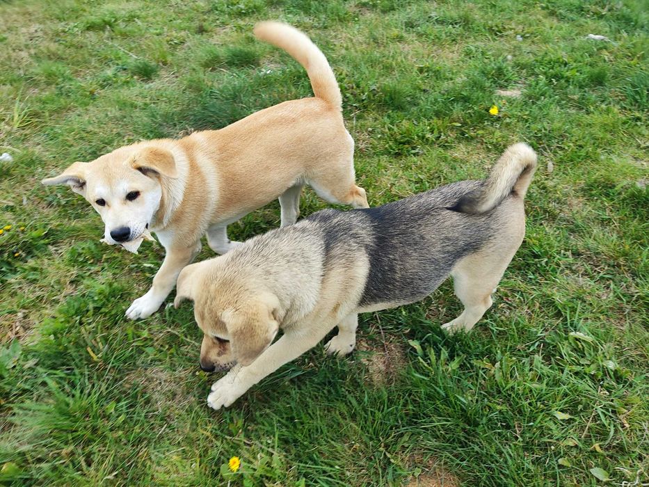 Luna, hybryda Akita inu + labrador