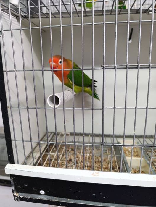 Casal de agapórnis fischeris Edge linha verde