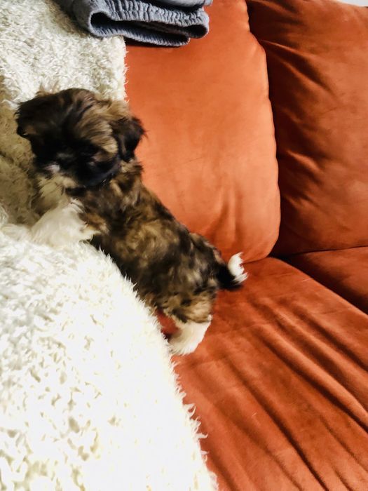Shih tzu szczeniaczek