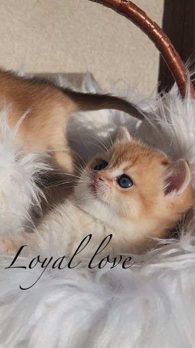 Котятка золота шиншила шотландці