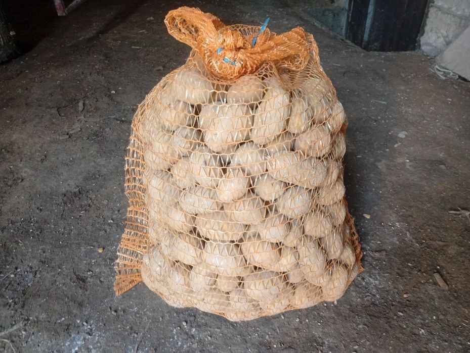 Sprzedam sadzeniaki lord denar Soraya Jelly Jurek