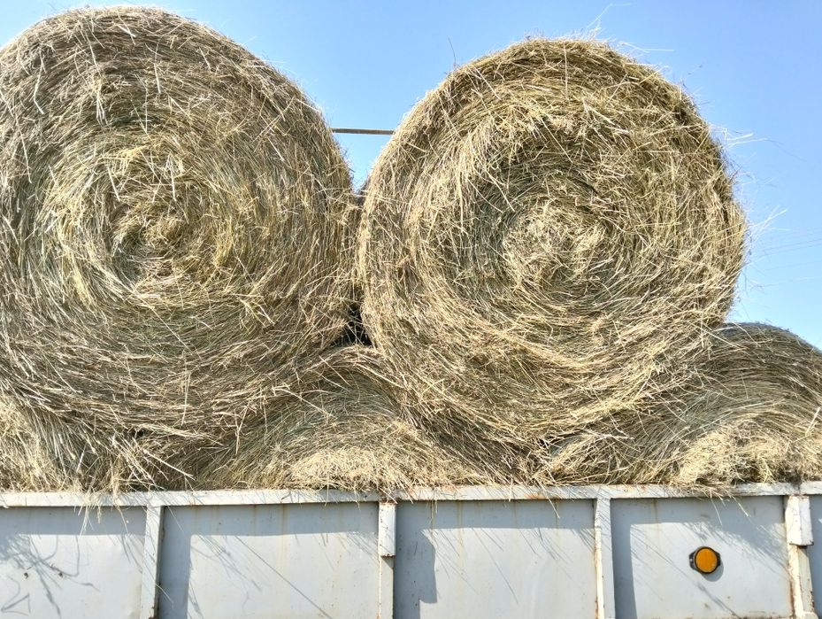 Siano w balotach 120 cm