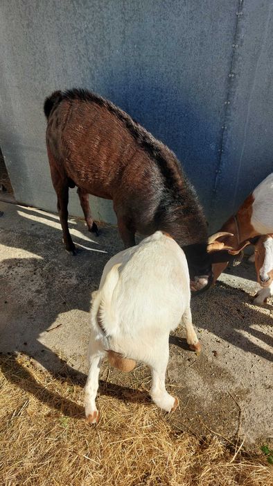 Cabras boas raça