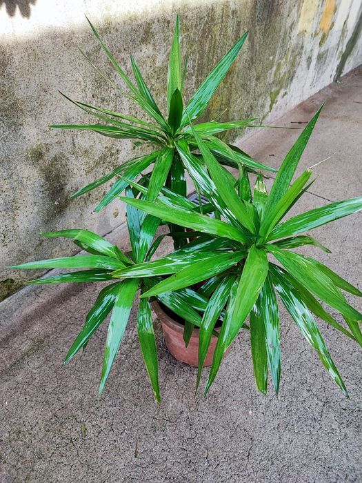 Yuca em vaso com várias medidas