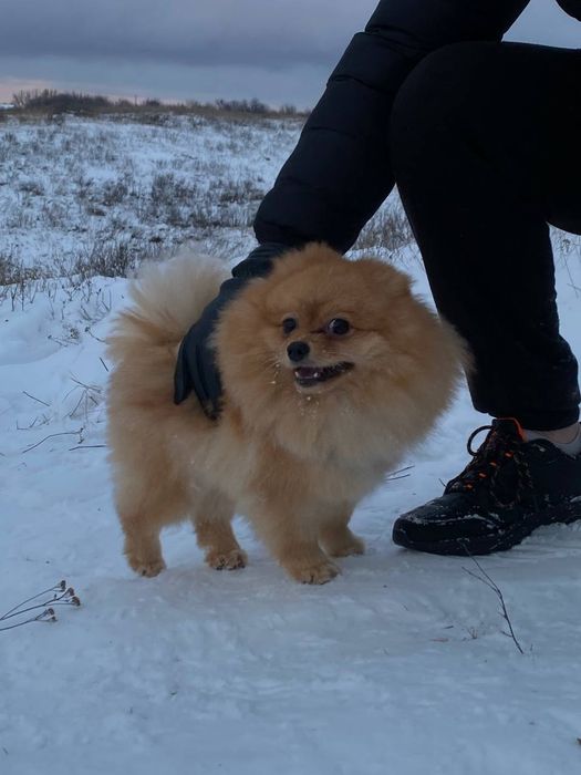 Померанський шпіц шукає дівчинку для в'язки