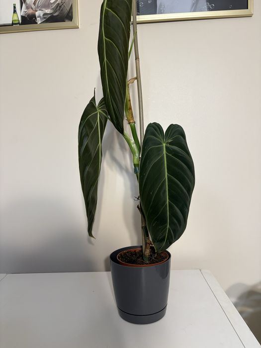 Philodendron melanochrysum
