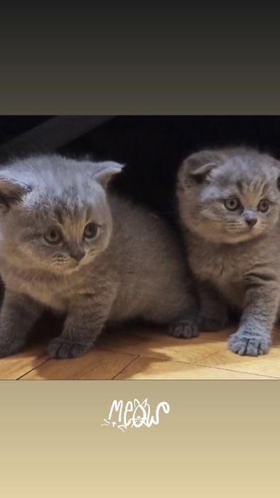 Шотландський висловухий для в’язки