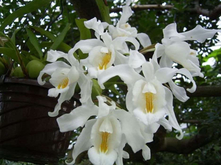 Coelogyne Cristata