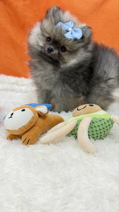Lulu da Pomerânia Micro Miniatura com Lop e Afixo
