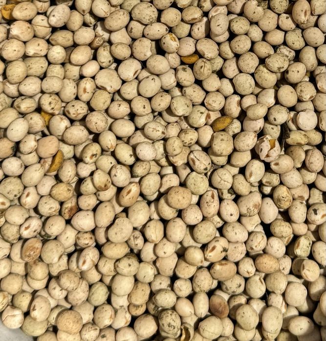 Łubin słodki na paszę