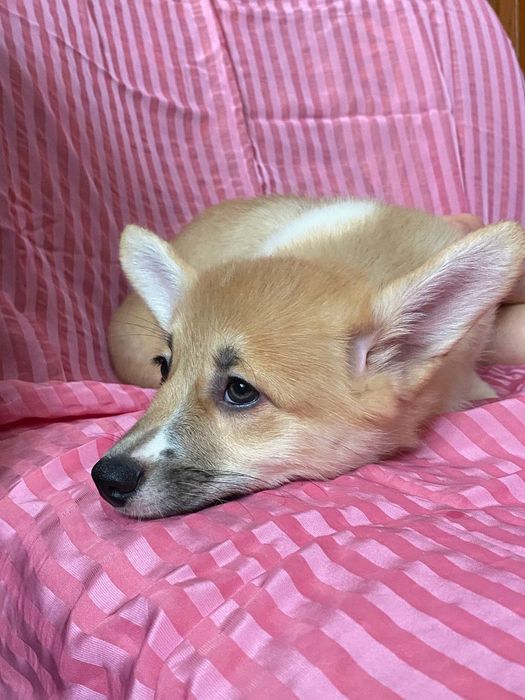 Вельш коргі пемброк, дівчинка