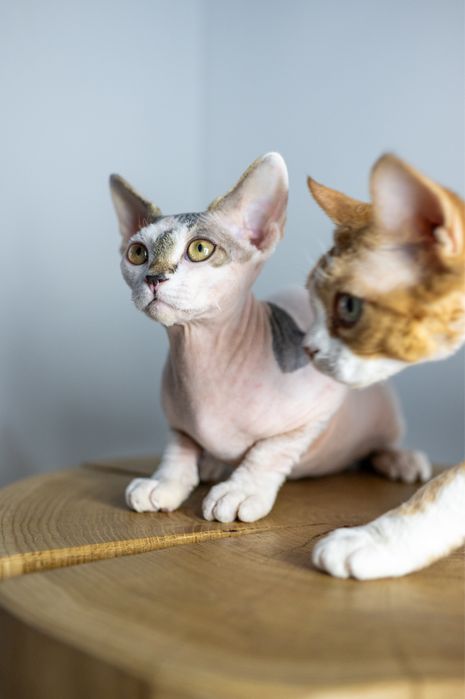Devon rex Oduś miziasty chlopczyk