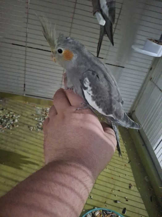 Caturras para mansas