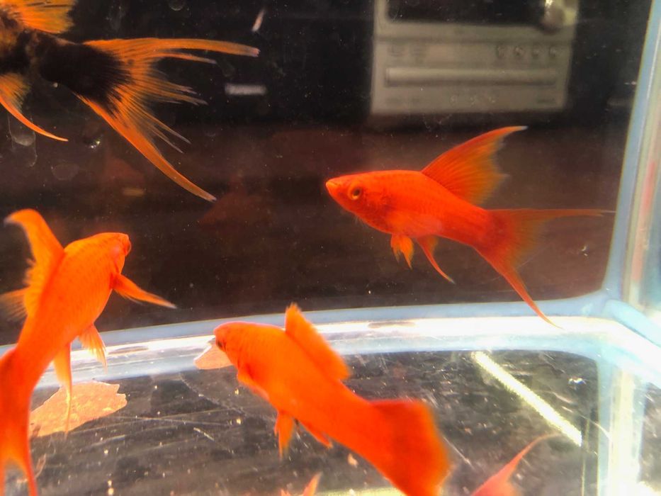 Alpha Mieczyk , Red Ruby