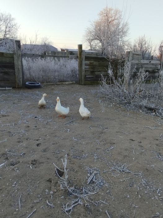 Продам тушки гуся