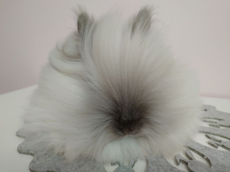 Króliki Karzełki Teddy