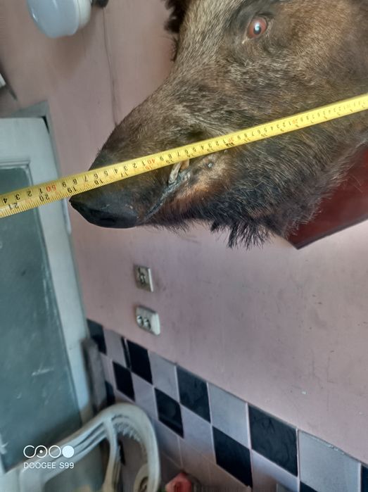 Продам чучело кабана