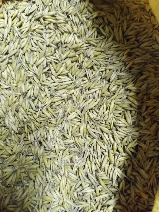 Sprzedam owies workowany 2025r.