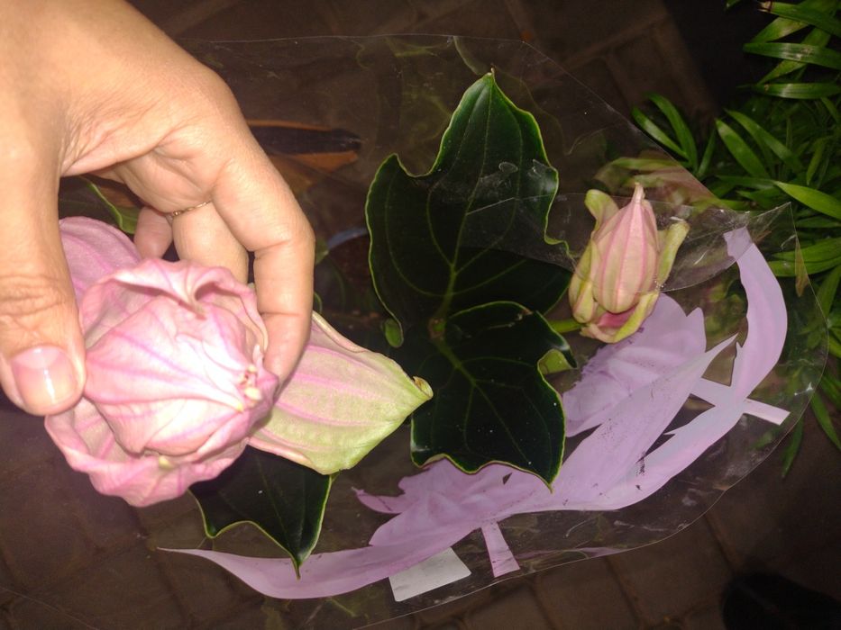 Медінілла цвітуча і незвичайна