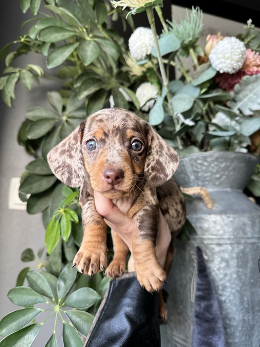 Teckel  kaninchen arlequim chocolate de olhos azuis