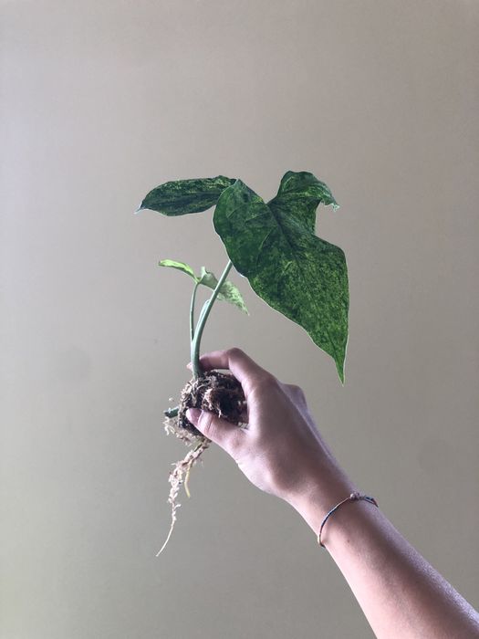 Syngonium Mojito (Cuttings)