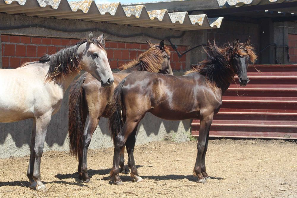 3 poldros e 3 poldras Lusitanos