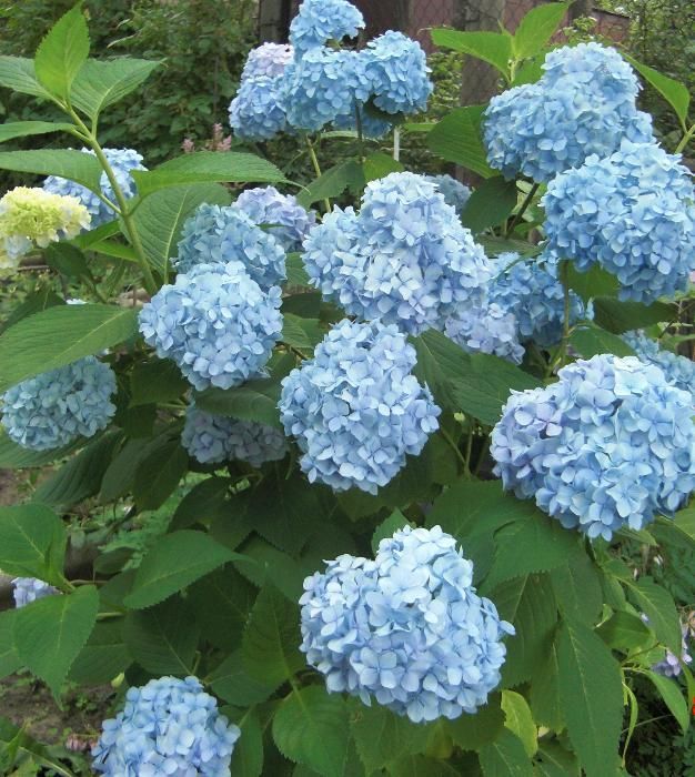 Гортензия садовая многолетняя