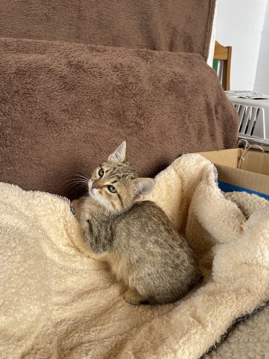Котенок девочка