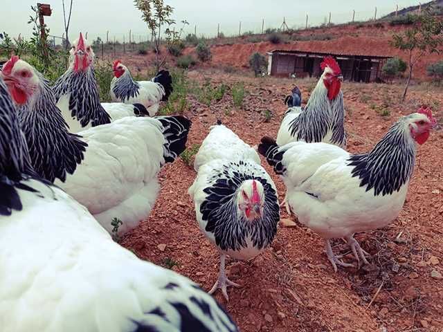 Інкубаційне яйце птиці різних порід Суссекс - колумбія,фарфор,лаванда.