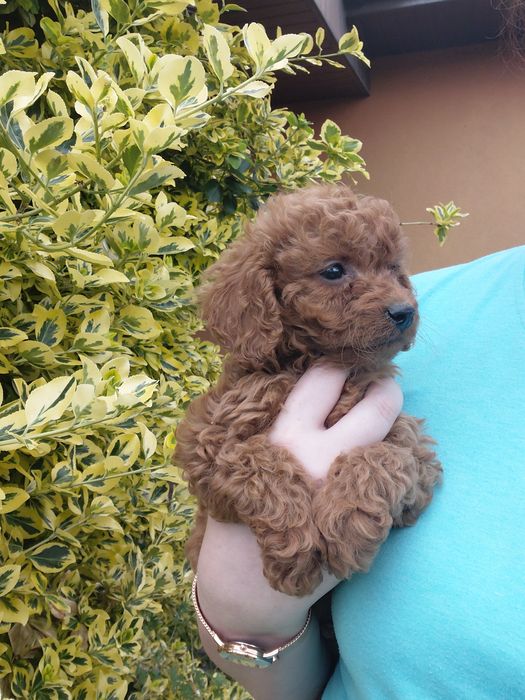 Słodki piesek Cavapoo