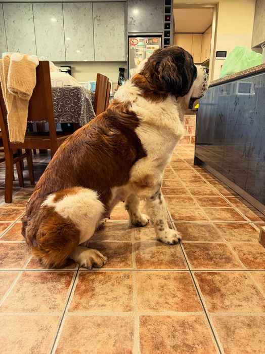 Cachorro São Bernardo de Excelência