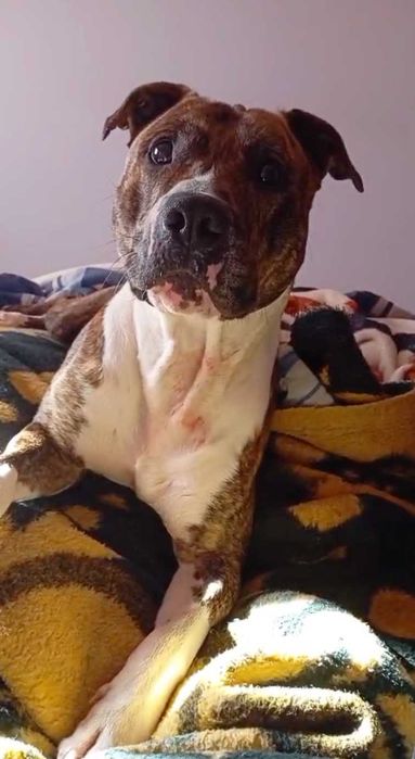 Adoção Responsável - American Staffordshire Terrier