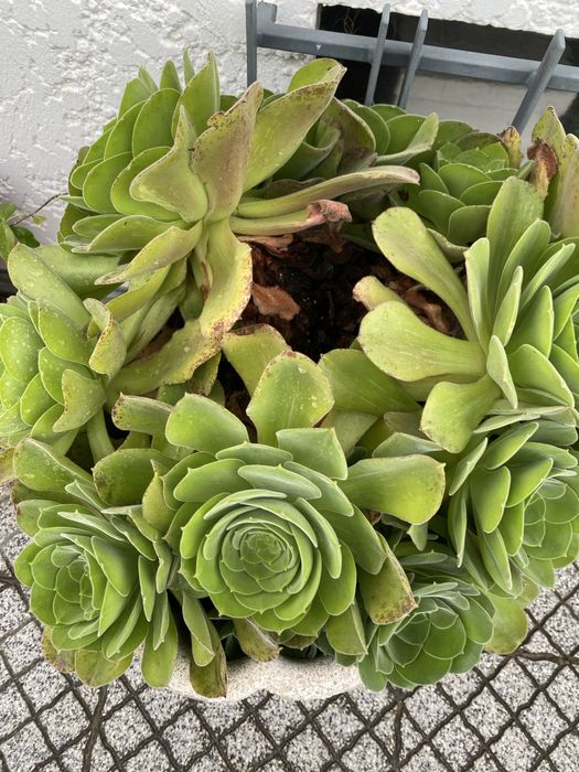 Plantas exteriores várias espécies