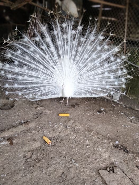 Pavões várias qualidades e tamanhos