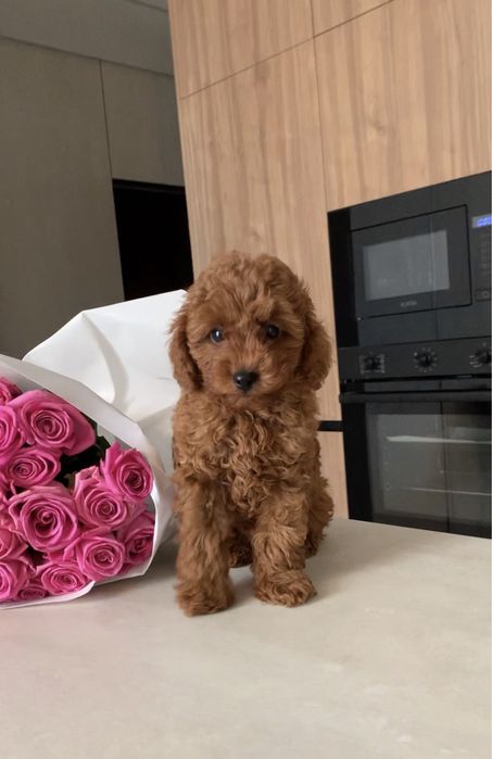 Мальчик той пудель тикап |Китай| RED BROWN