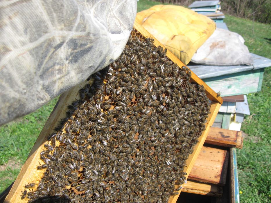 Продаються бджолопакети, відводки, бджолосім'ї з вуликами або без