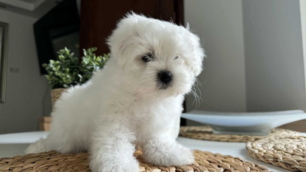 Chłopczyk Mini Maltańczyk z Rodowodem