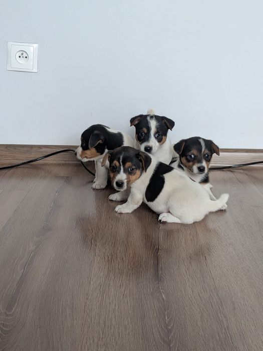 Jack Russell Terrier