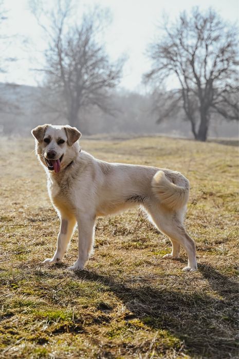 Młoda, kochająca kobiety suczka w typie labradora