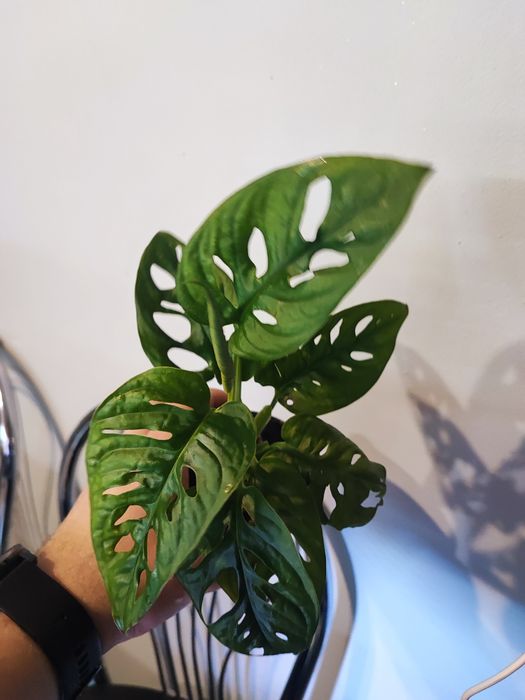 Monstera NoID rosnąca