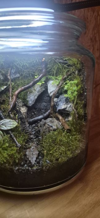 Pote/vaso de vidro terrario