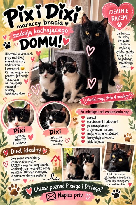 Koty do adopcji