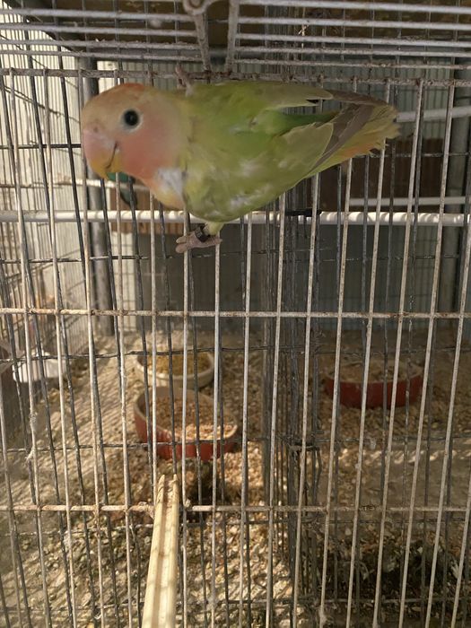 Tenho um agaporni roseicollis de 2025 para vender