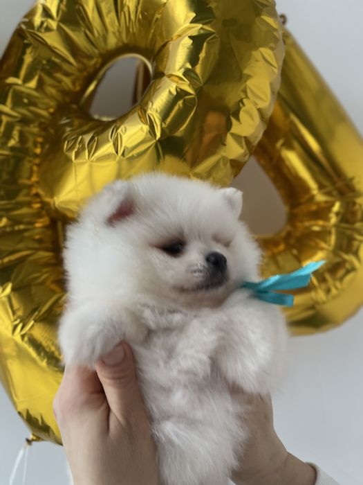 Міні-принци та принцеси Померанські шпіци чекають на свої сімї